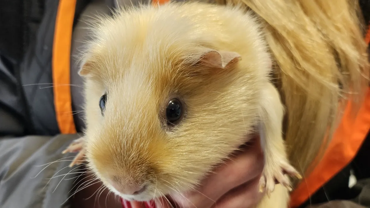 À l'adoption : Giorno 669