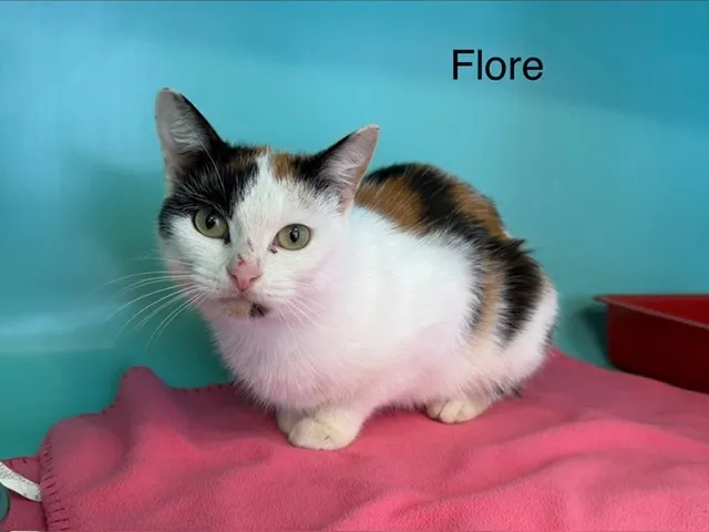 À l'adoption : Flore