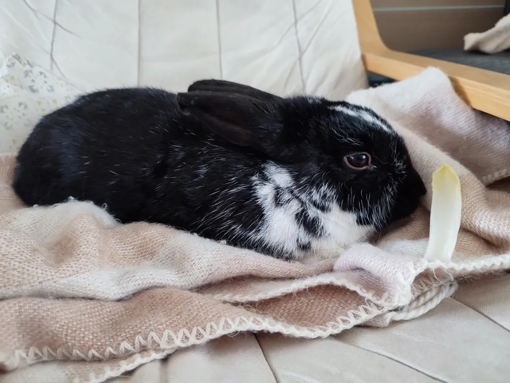 À l'adoption : Pepin