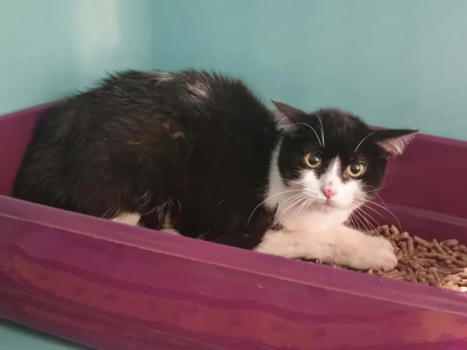 À l'adoption : Bayla