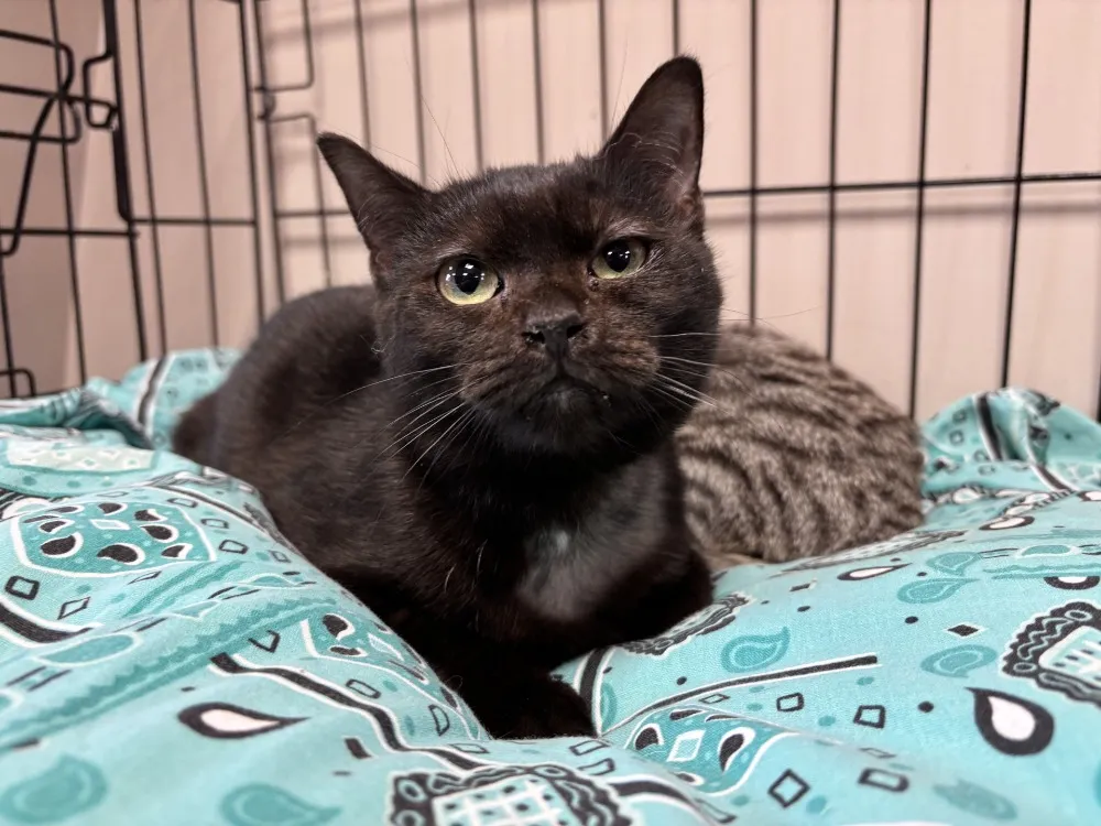 À l'adoption : Emay