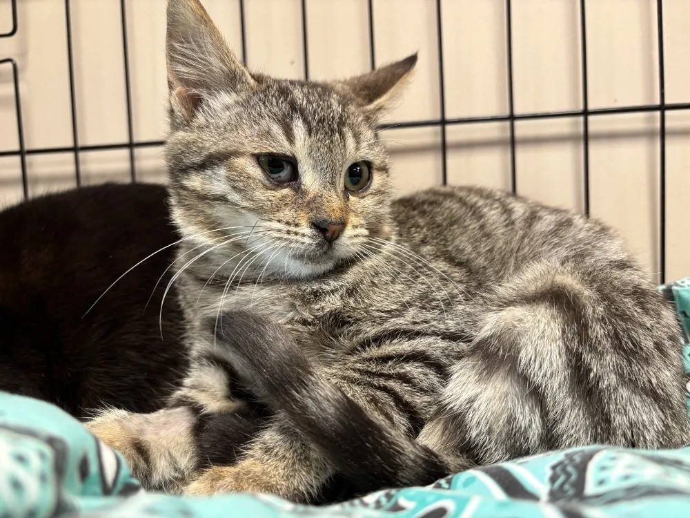 À l'adoption : Rebelle