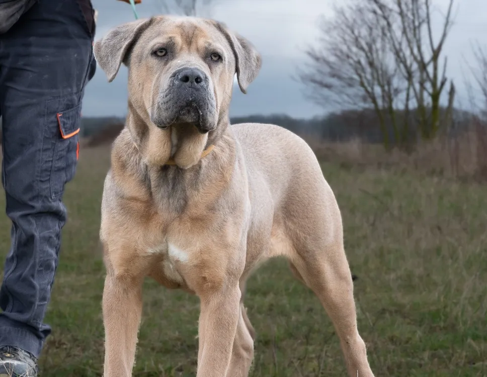 À l'adoption : Vania