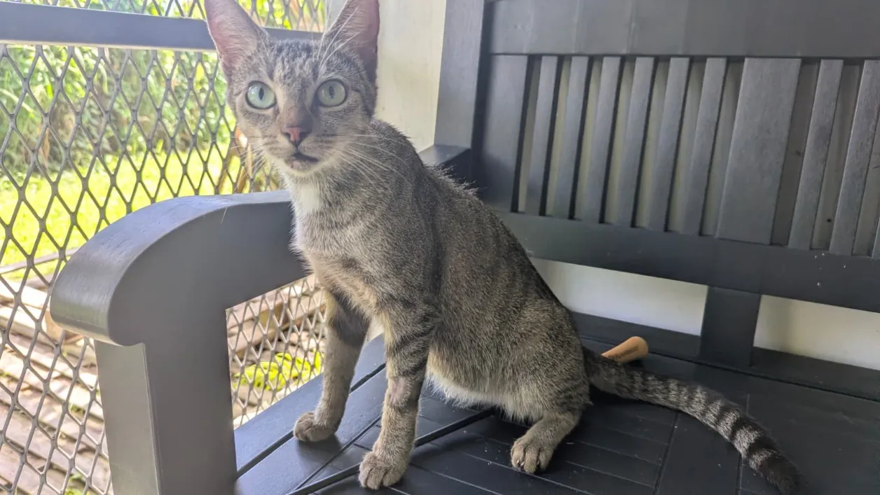 À l'adoption : Lily