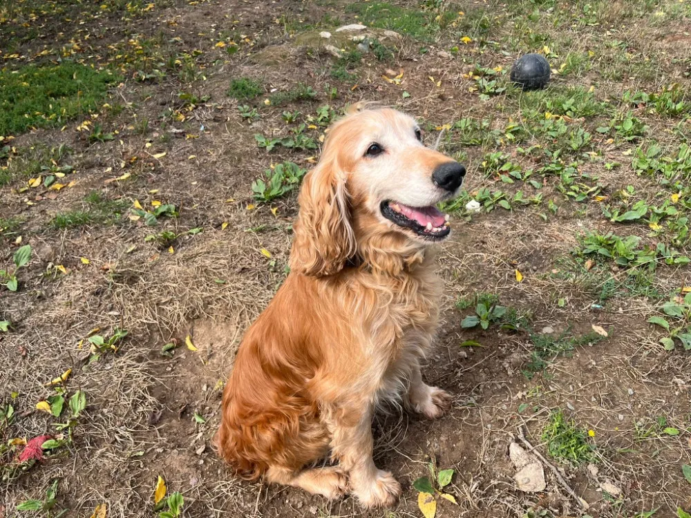 À l'adoption : Nestor