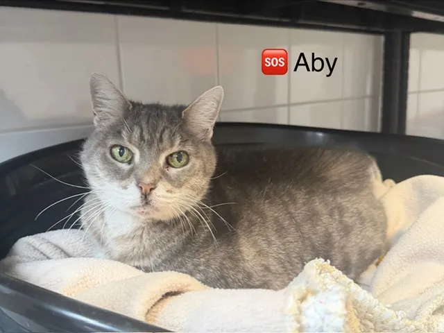 À l'adoption : Aby