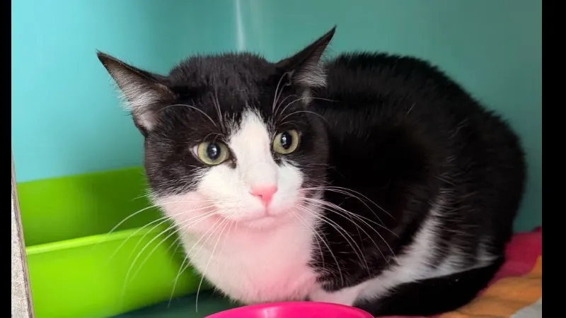 À l'adoption : Tobias Cab5247