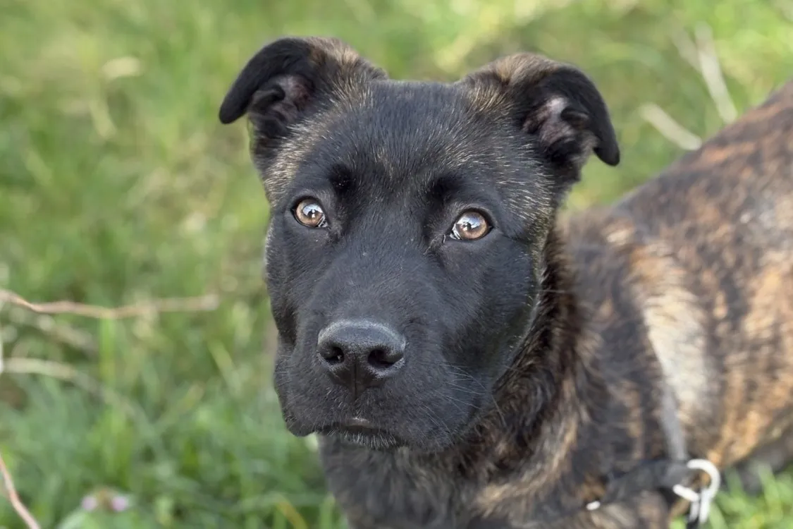À l'adoption : A'Cezar