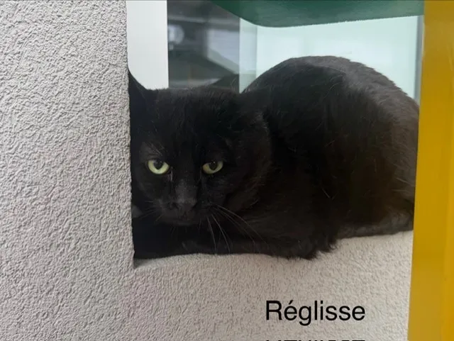 À l'adoption : Réglisse