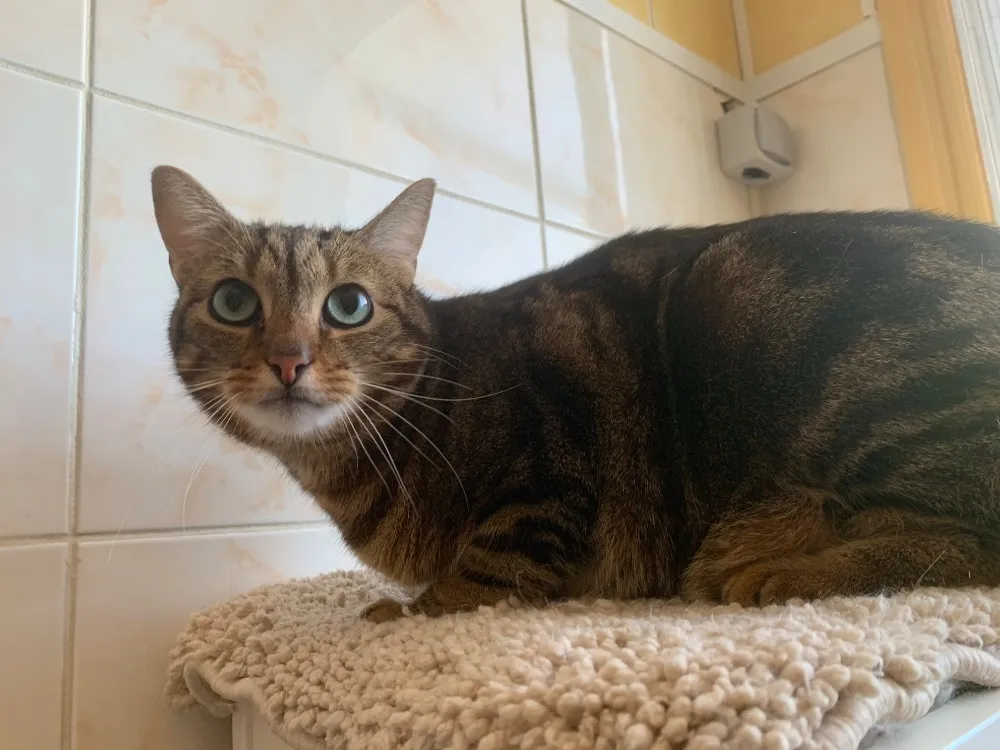 À l'adoption : Fish