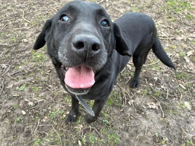 À l'adoption : James Paa24110