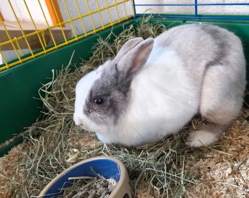 À l'adoption : Perle