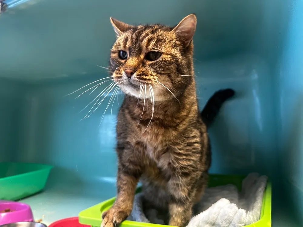 À l'adoption : Isis