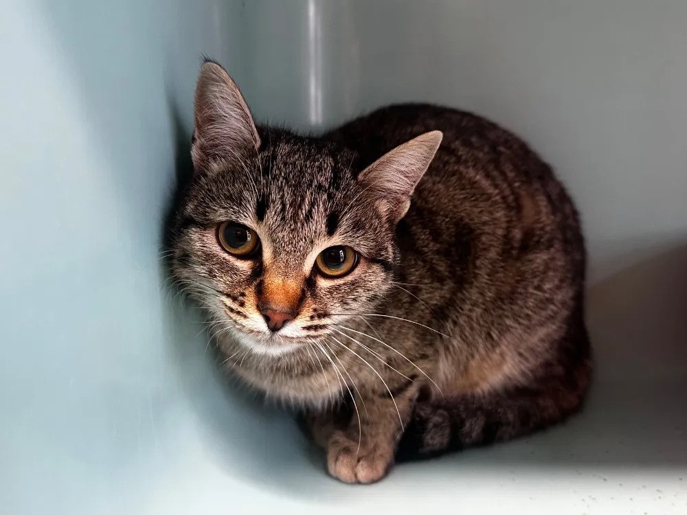 À l'adoption : Ulia