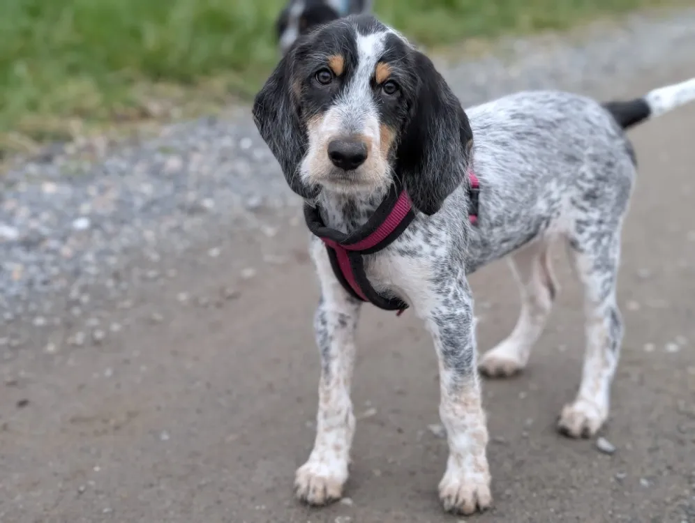 À l'adoption : Cerise