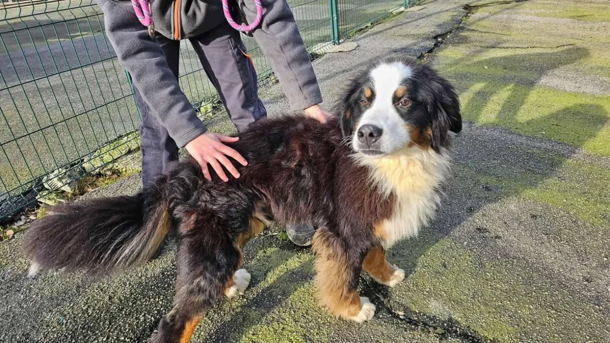 À l'adoption : Gobi