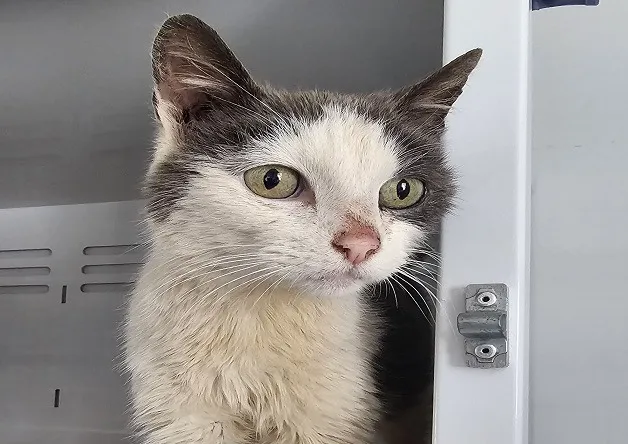 À l'adoption : Elton