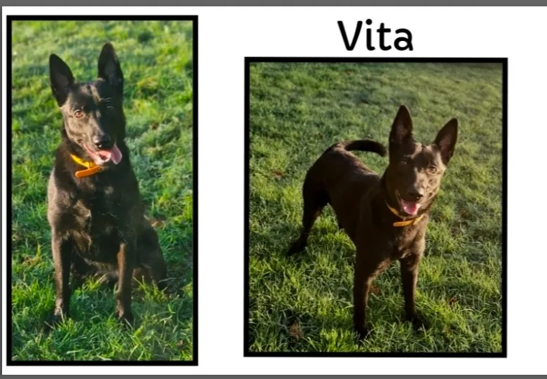 À l'adoption : Vita