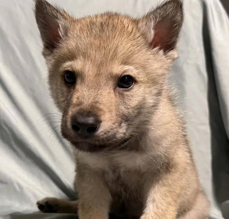 À l'adoption : Miska