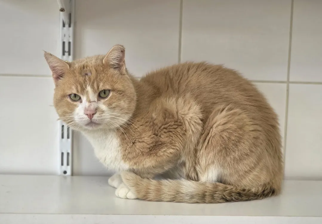 À l'adoption : Spyro