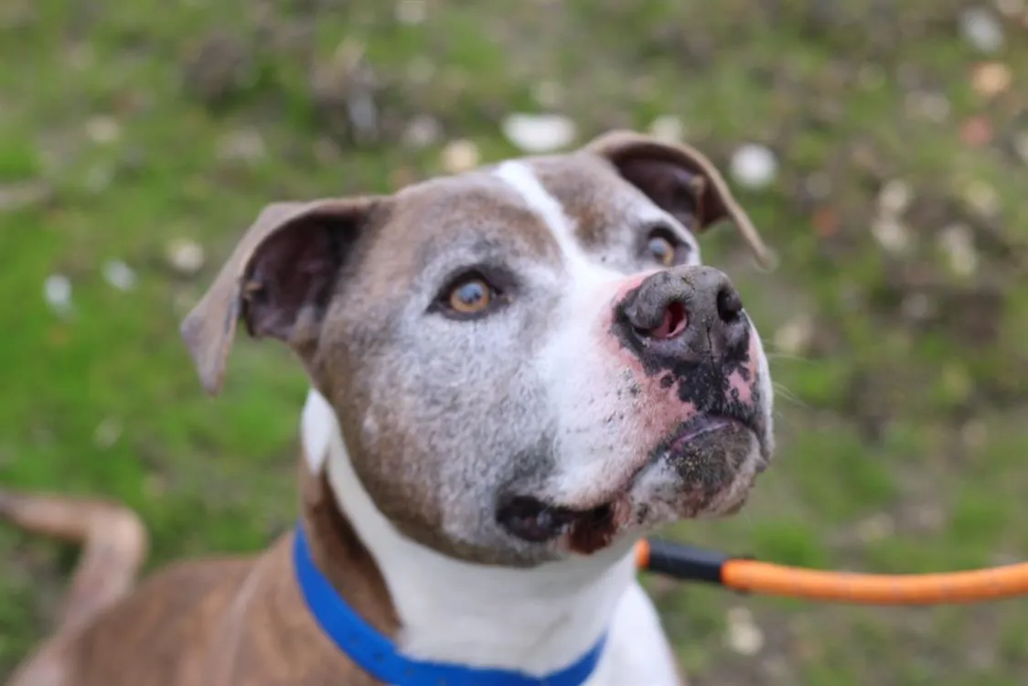 À l'adoption : Alpha