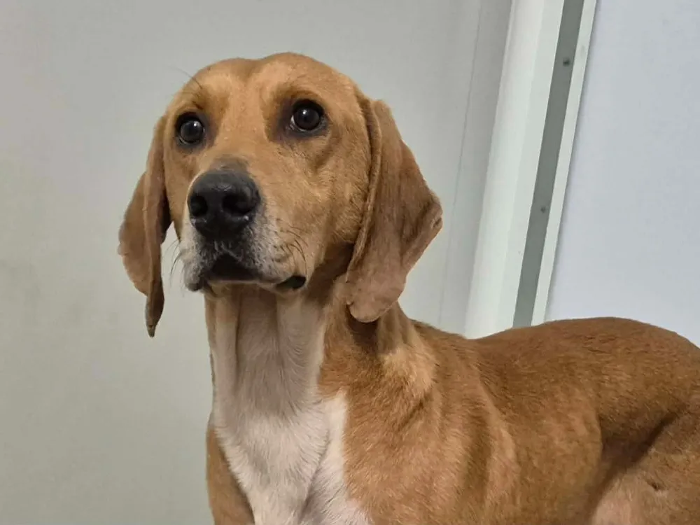 À l'adoption : Lamborghini Qcn