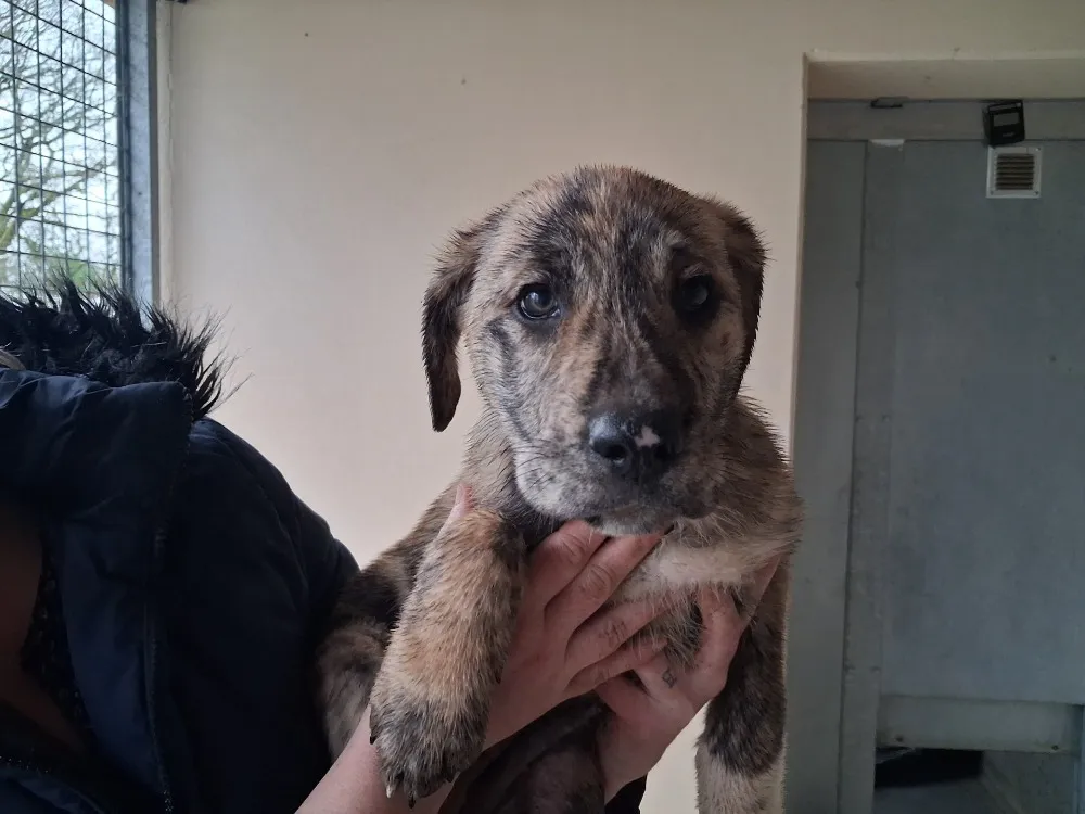 À l'adoption : Tagada