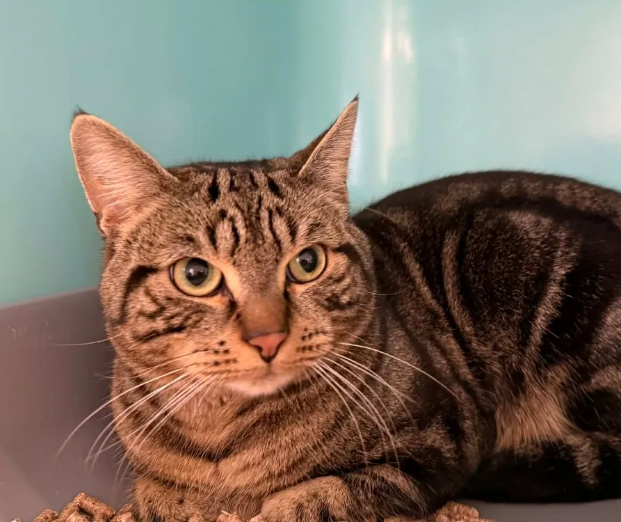 À l'adoption : Nuts