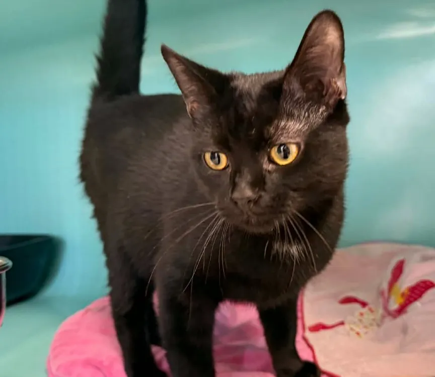 À l'adoption : Vecna