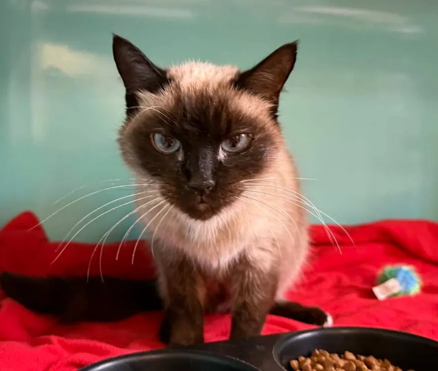 À l'adoption : Mushu