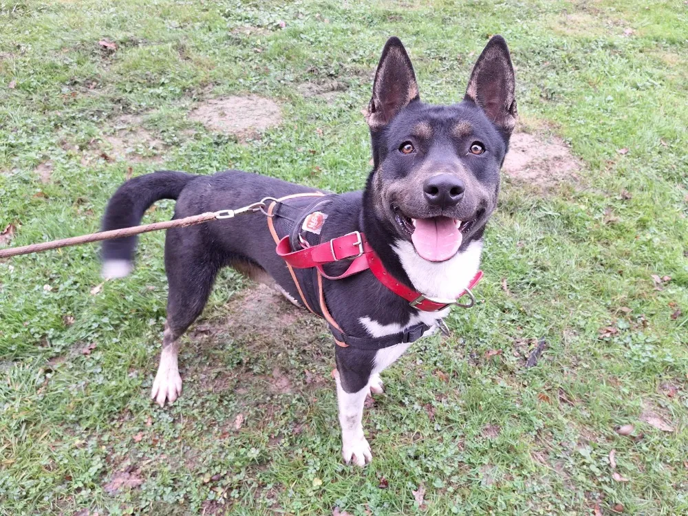 À l'adoption : Vayant