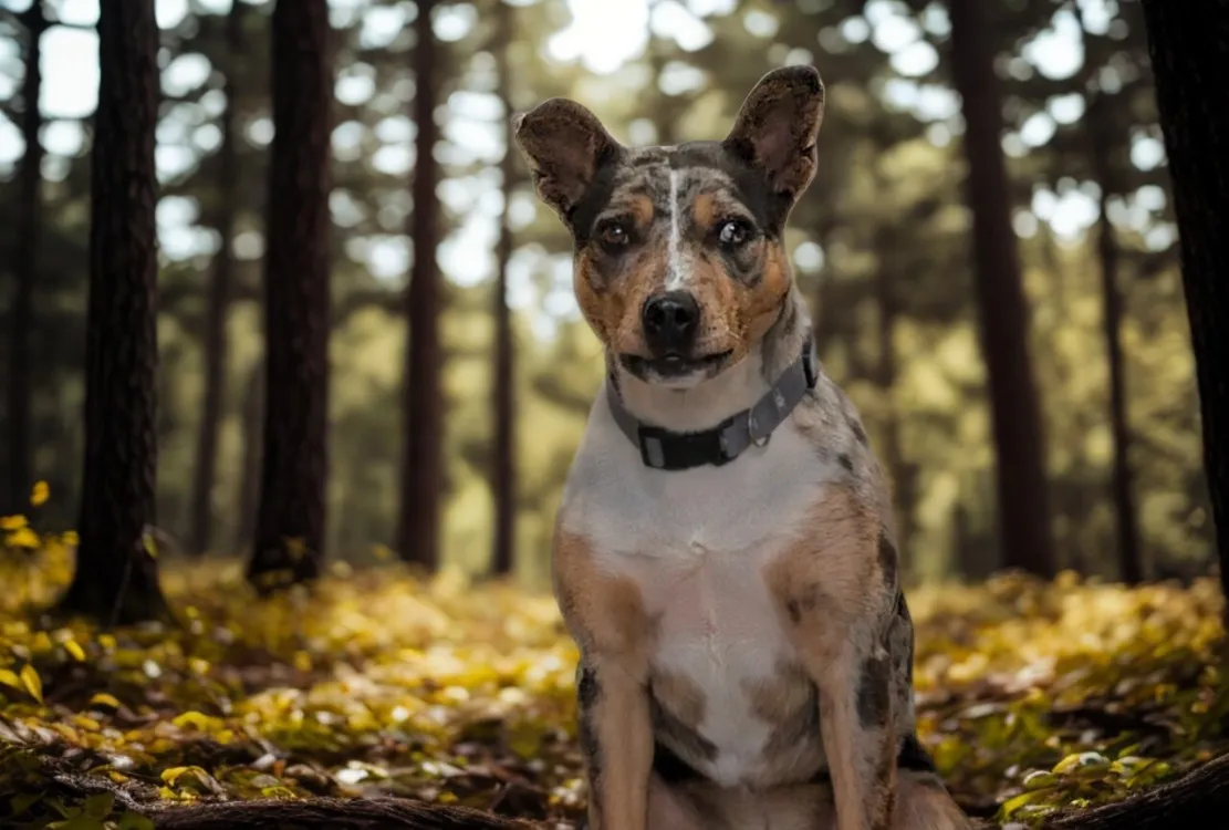 À l'adoption : Blue