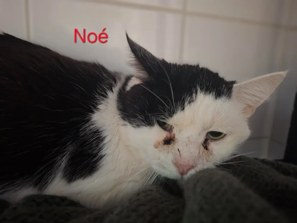 À l'adoption : Noé