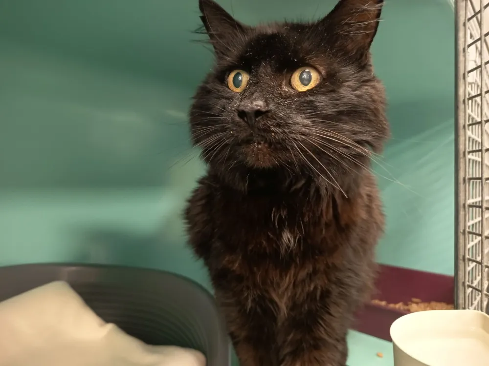 À l'adoption : Lulu C