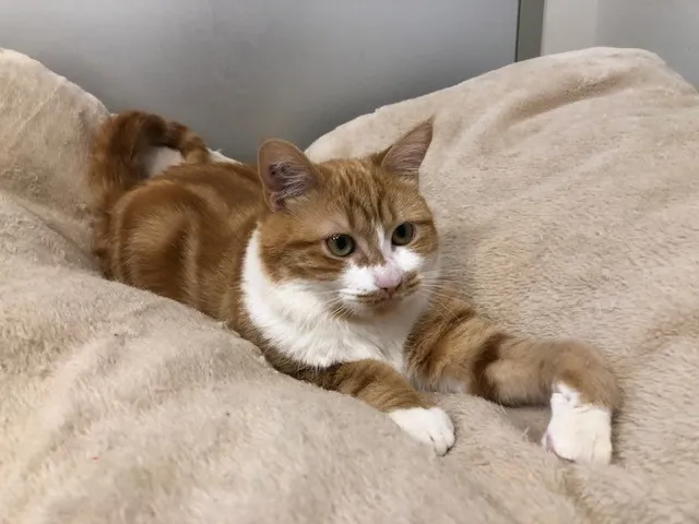 À l'adoption : Goofy