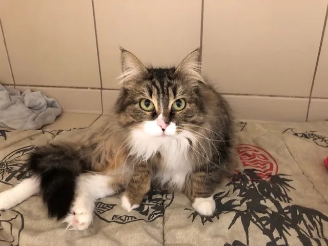 À l'adoption : Adele