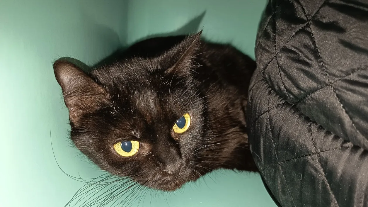 À l'adoption : Niffty C