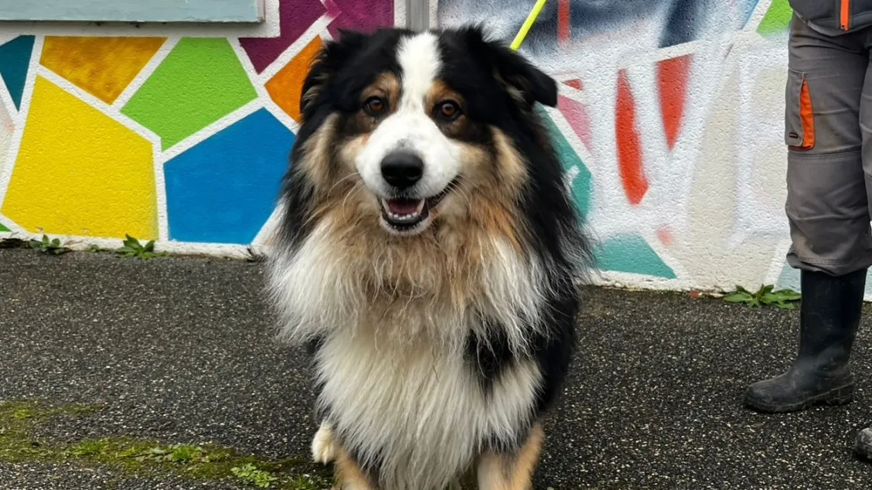 À l'adoption : Winnye Vaa