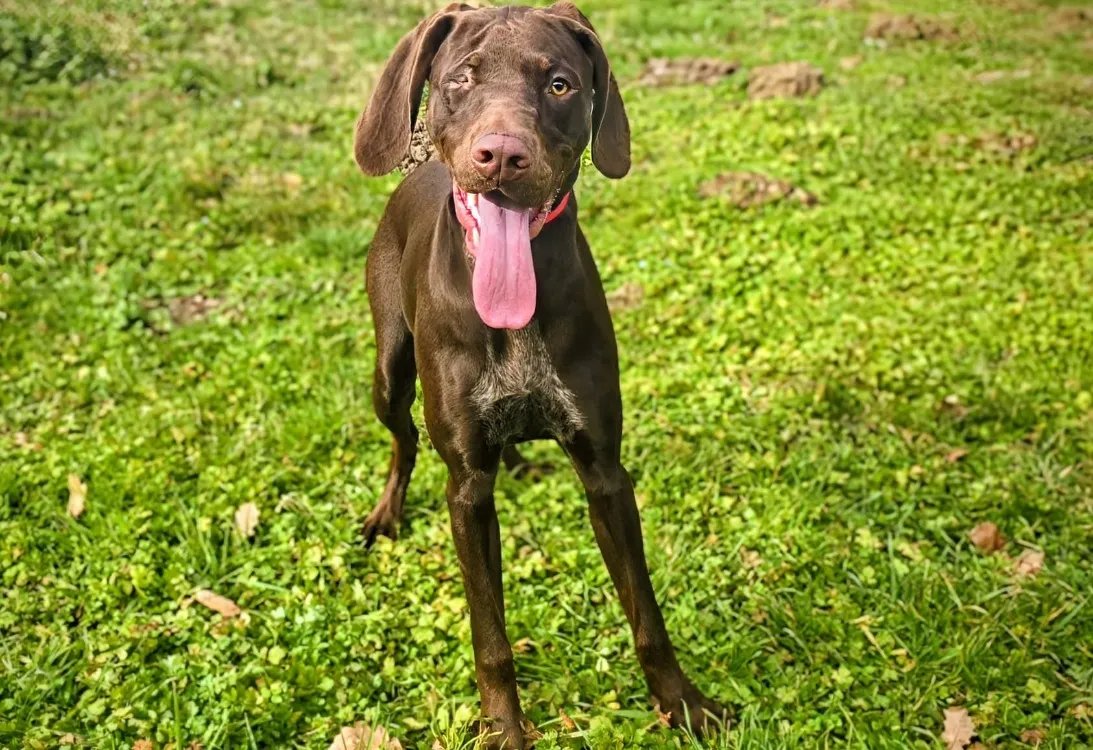 À l'adoption : Naika