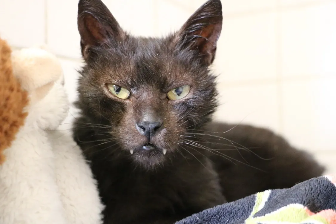 À l'adoption : Micky Hab17538