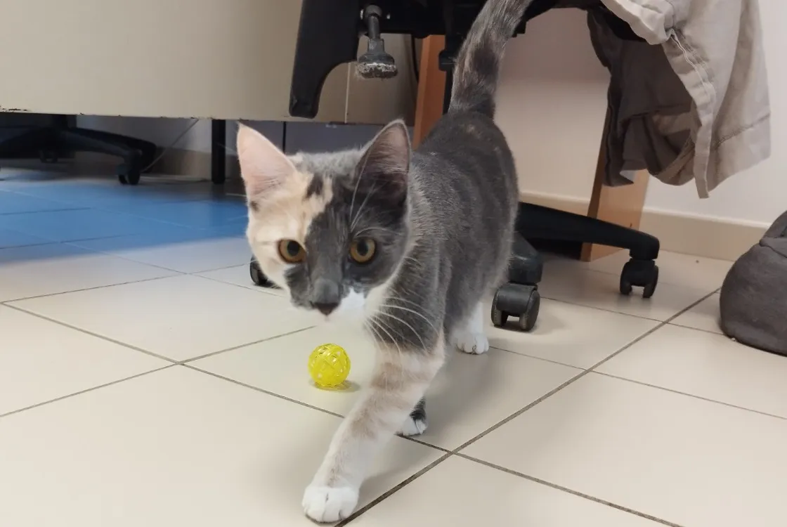 À l'adoption : Ange (Pas Encore Adoptable)