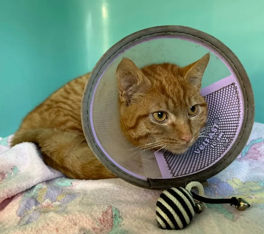 À l'adoption : Shazam