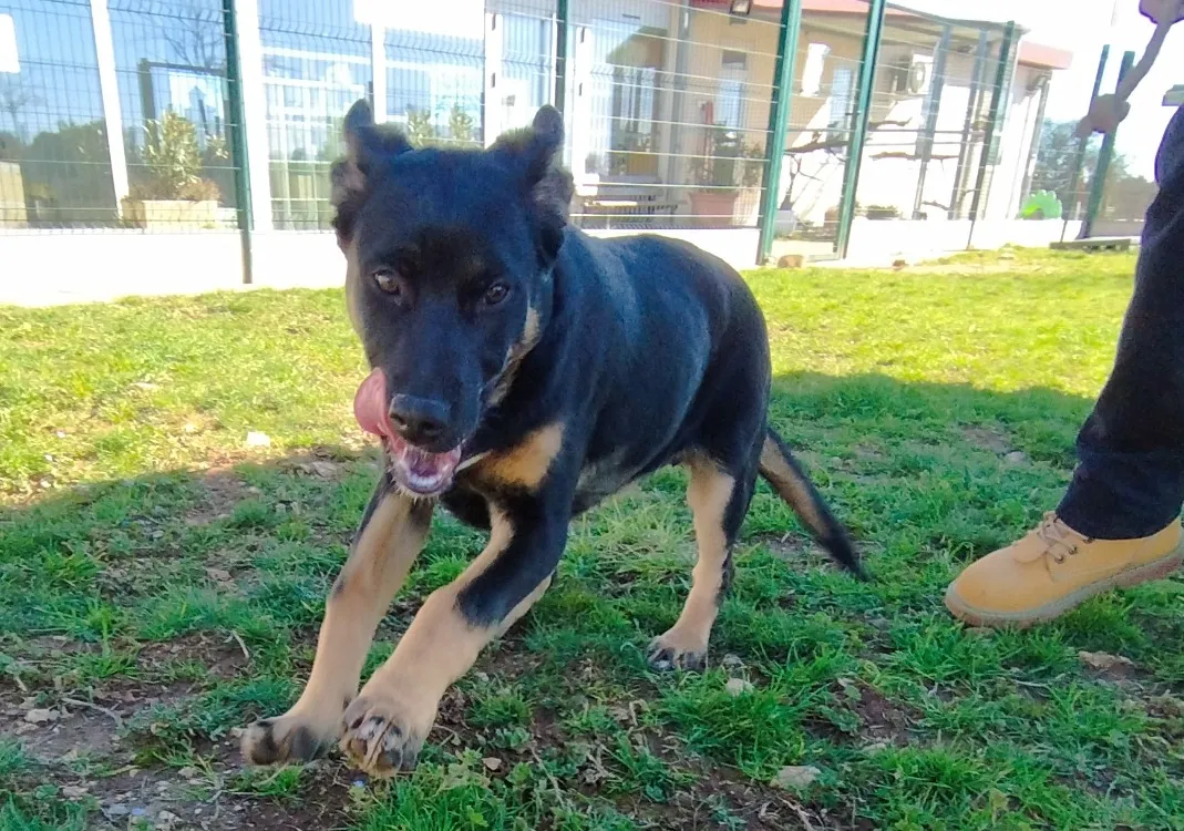 À l'adoption : Pitchoune