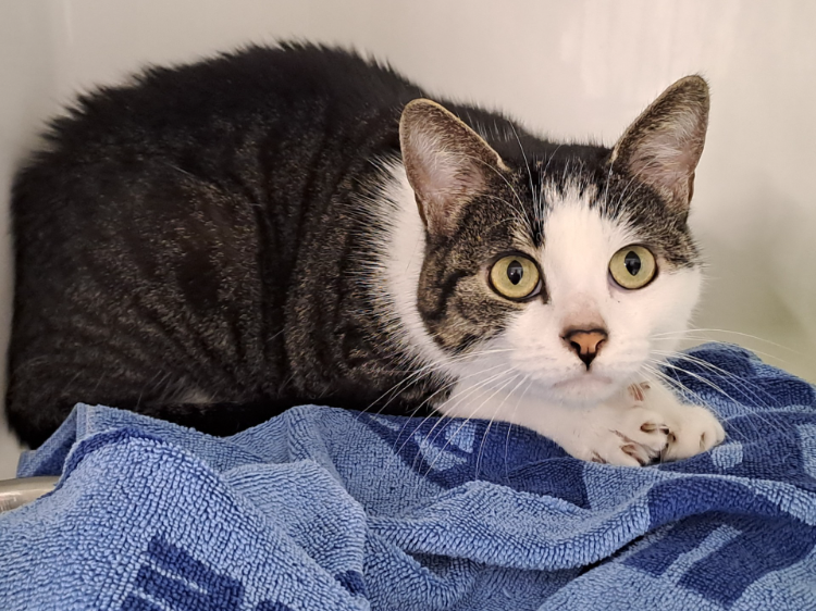 À l'adoption : Anya