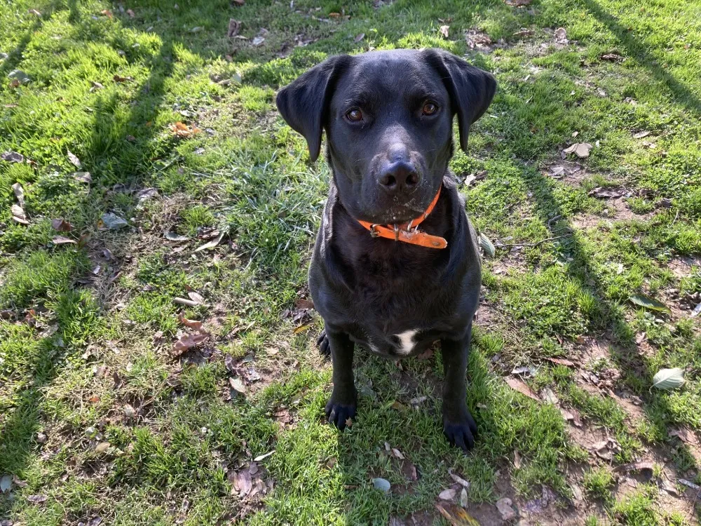 À l'adoption : Sultan