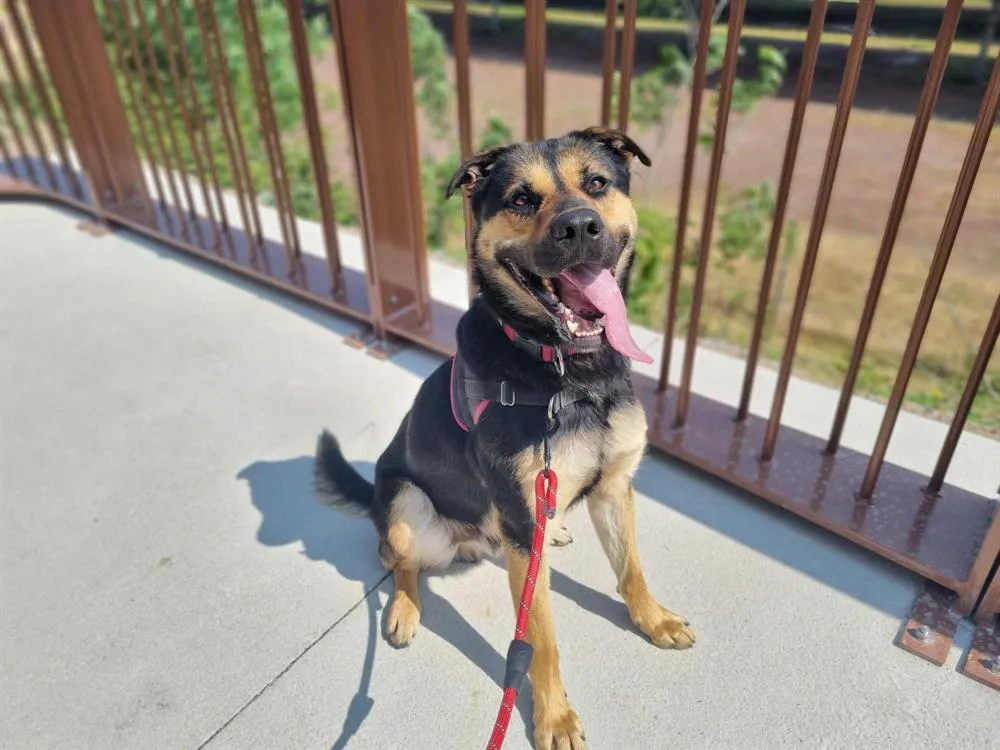 À l'adoption : Lartist