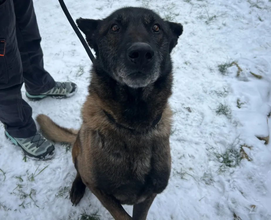 À l'adoption : Mabrouk