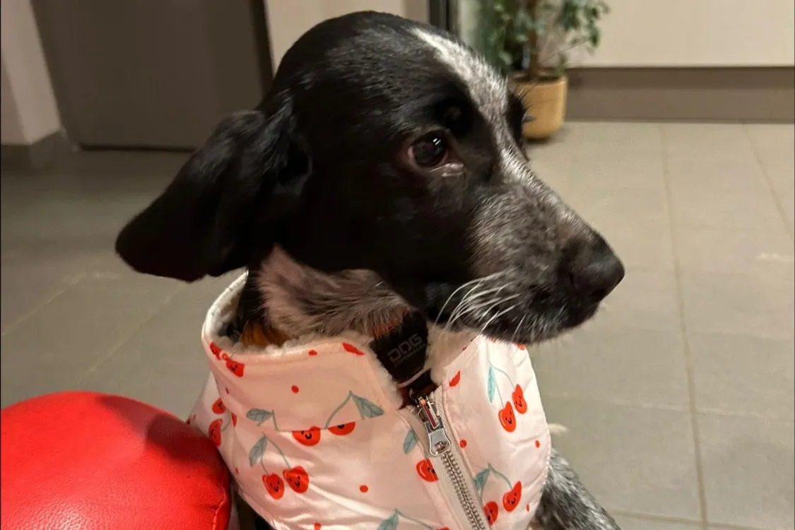 À l'adoption : Yumi