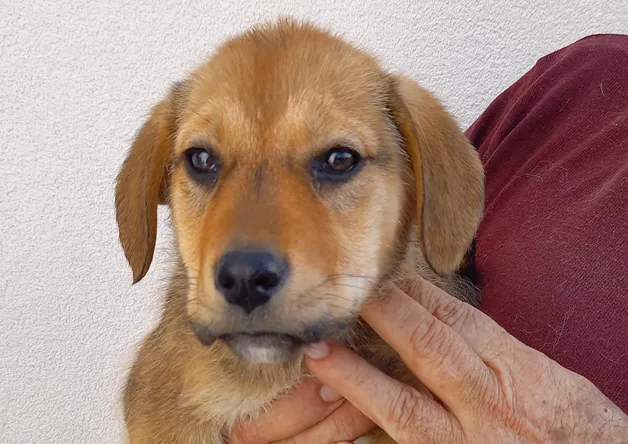 À l'adoption : Bubble