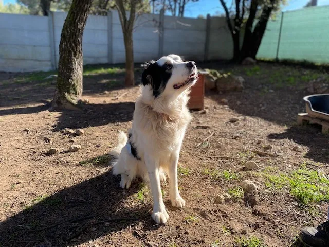 À l'adoption : Tarantino